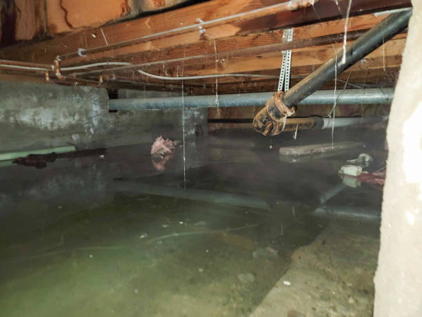 Best Flood restoration services  in Alton, TX