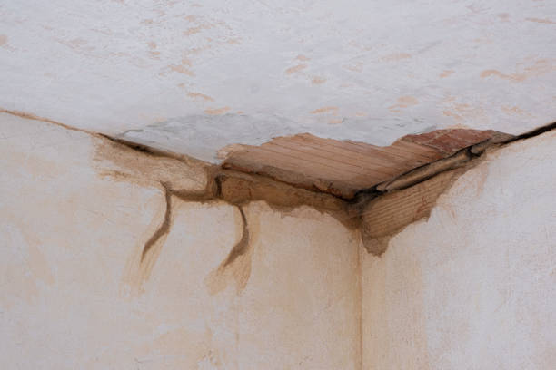 Best Carpet water damage restoration  in Alton, TX