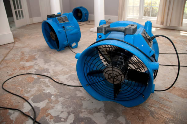 Best Local water damage restoration  in Alton, TX