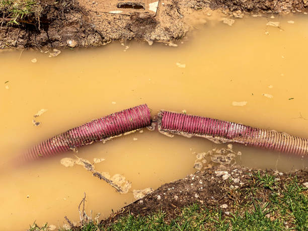 Best Basement water damage restoration  in Alton, TX